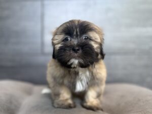 Petland Murfreesboro, Tennessee Lhasa Apso puppy available