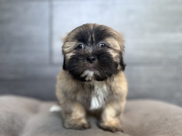 [#26527-04]  - Brindle M Lhasa Apso Puppies for Sale