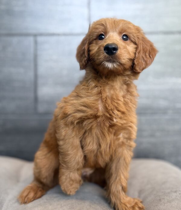 [#26467-01]  - Red M Goldendoodle Mini Puppies for Sale