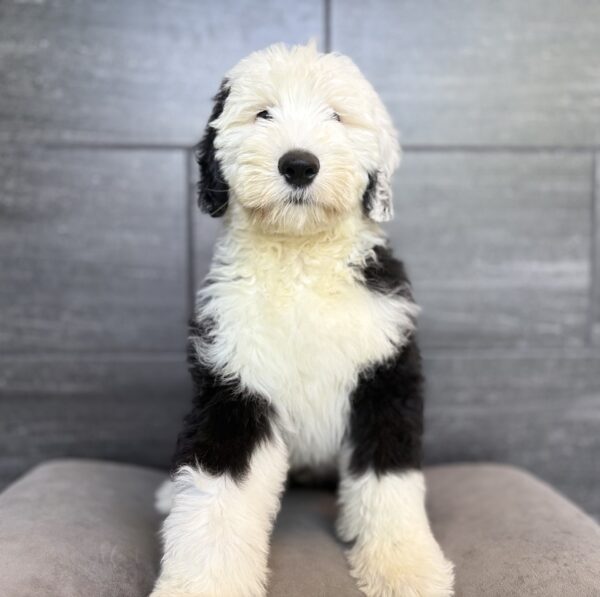 [#N00730]  - Black and White M Old English Sheepdog Puppies for Sale