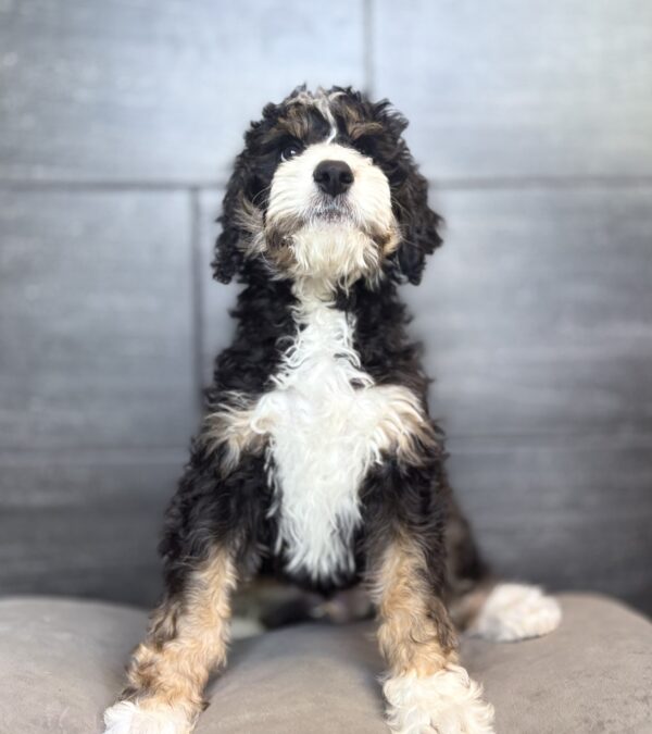 [#26453-02]  - Black M Bernedoodle Puppies for Sale