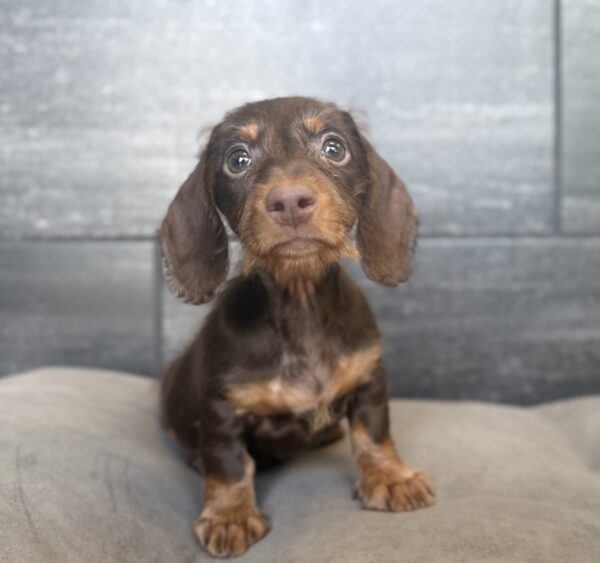 [#N01825]  - Chocolate and Tan M Dachshund Puppies for Sale