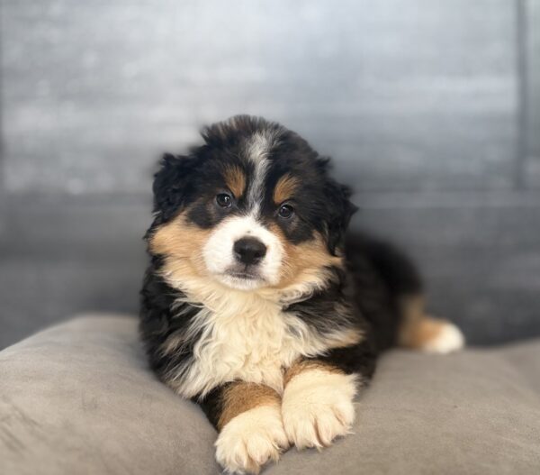 [#26192-01]  - Black White / Tan M Miniature Australian Shepherd Puppies for Sale