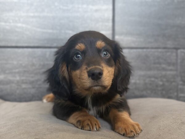 [#26174-01]  - Black / Tan M Miniature Pinscher/Dachshund Puppies for Sale