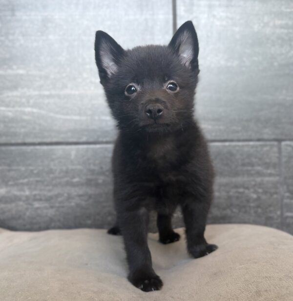 [#26178-04]  - Black F Schipperke Puppies for Sale