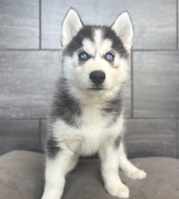 [#26557-06]  - Black / White F Siberian Husky Puppies for Sale