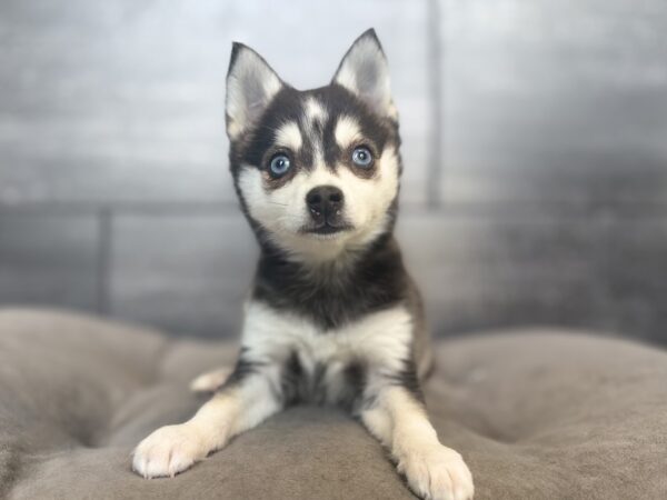 [#26456-01]  - Black / White M Alaskan Klee Kai Puppies for Sale