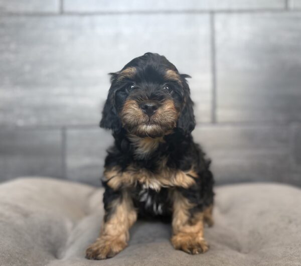 [#26925-03]  - Black / Tan M Bernedoodle Mini 2nd Gen Puppies for Sale
