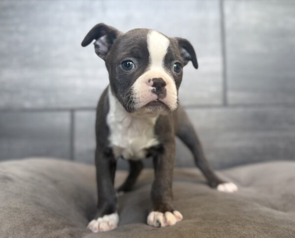 [#26613-06]  - Blue / White F Boston Terrier Puppies for Sale