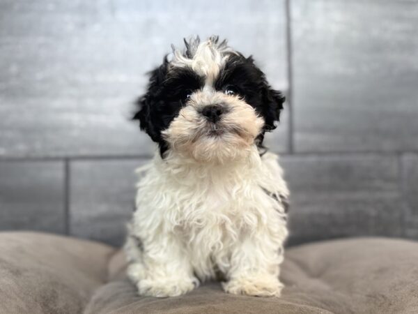 [#26554-03]  - White / Black M Teddy Bear Puppies for Sale