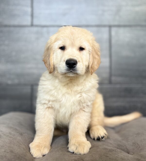 [#26596-02]  - Light Golden M Golden Retriever Puppies for Sale