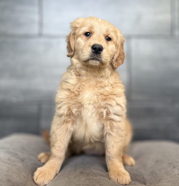 [#26596-03]  - Light Golden F Golden Retriever Puppies for Sale