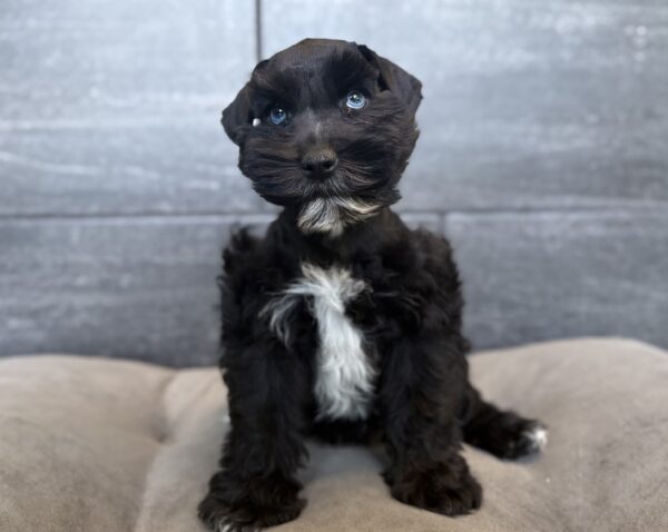 [#26581-01]  - Black M Miniature Schnauzer Puppies for Sale