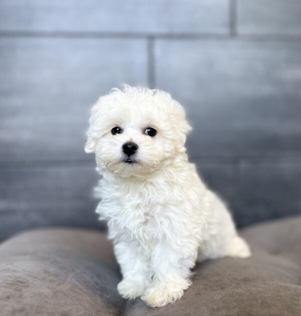 [#26677-03]  - White F Maltechon Puppies for Sale