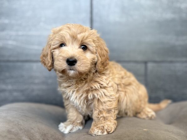 [#26165-01]  - Cream M Maltipoo Puppies for Sale