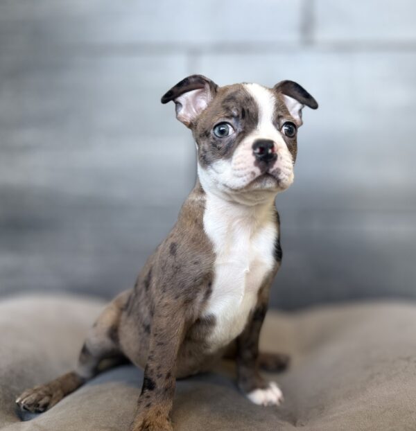 [#26590-01]  - Blue Merle / White M Boston Terrier Puppies for Sale