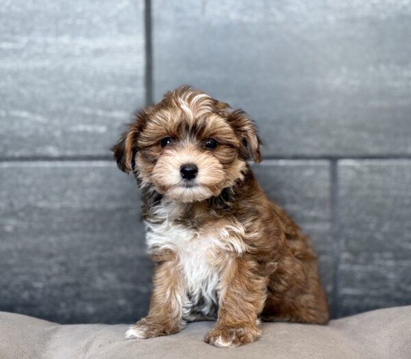 [#26164-04]  - F Yochon Puppies for Sale