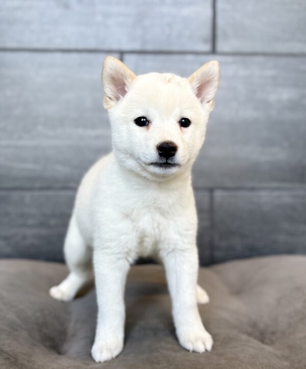 [#26669-07]  - Cream F Shiba Inu Puppies for Sale