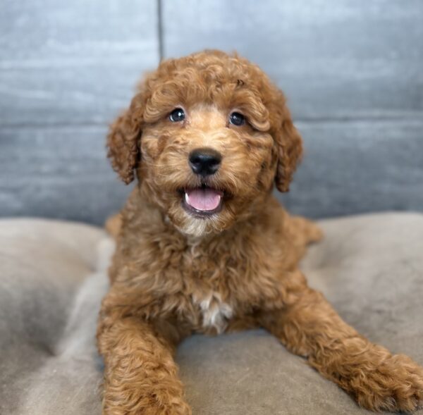 [#26712-11]  - Red F Goldendoodle Mini 2nd Gen Puppies for Sale
