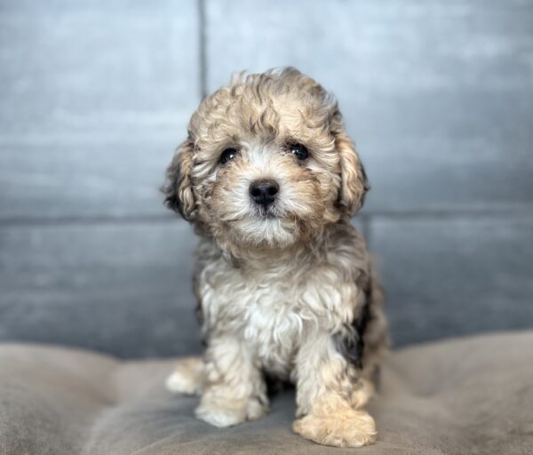 [#2668-02]  - Blue Merle M Poodle Toy/Maltese Puppies for Sale