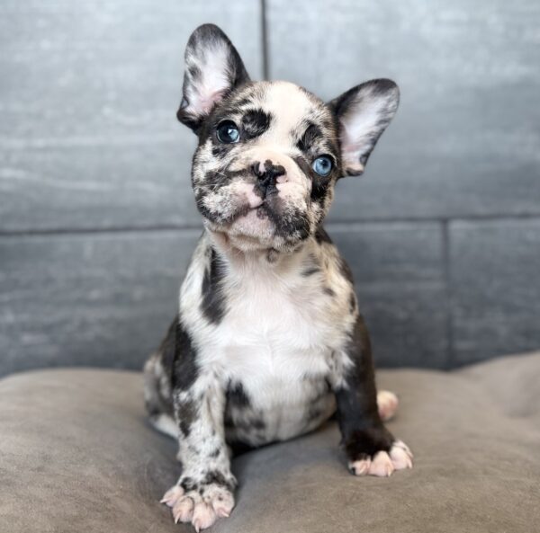 [#26181-01]  - Blue Merle M French Bulldog Puppies for Sale