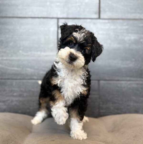 [#26639-10]  - Black F Bernedoodle Mini 2nd Gen Puppies for Sale