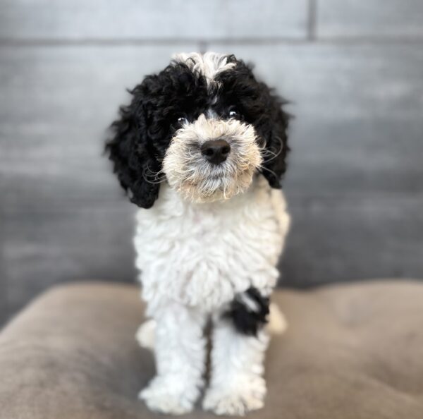 [#26637-04]  - Black / White F Cock A Poo 2nd Gen Puppies for Sale