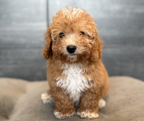 [#2670-06]  - Red / White F Poodle Mini/Bichapoo Puppies for Sale