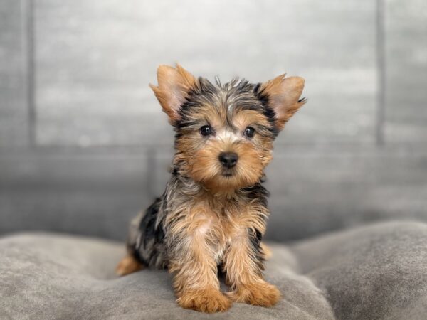[#26673-03]  - Blue Black / Tan F Yorkshire Terrier Puppies for Sale