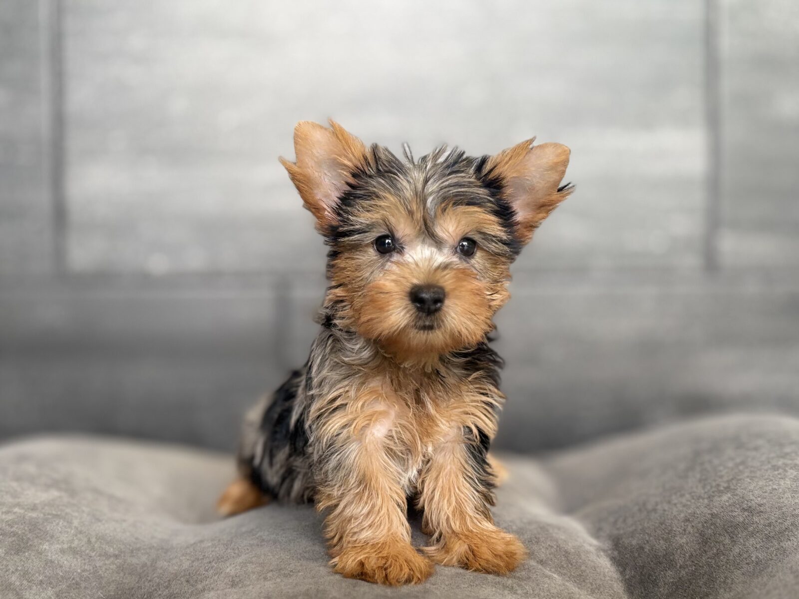Yorkshire Terrier in Smyrna, TN