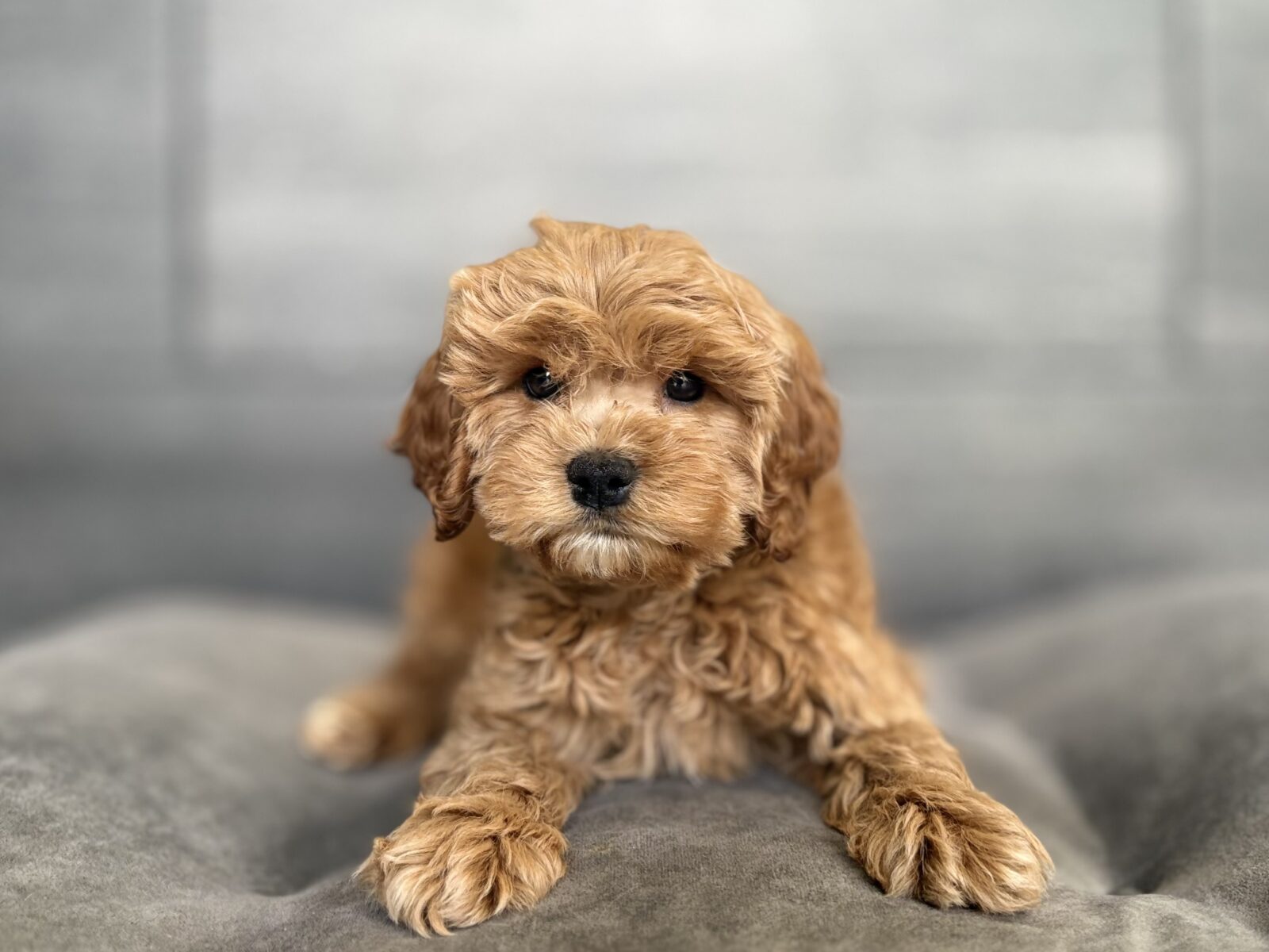 Cavapoo in Smyrna, TN