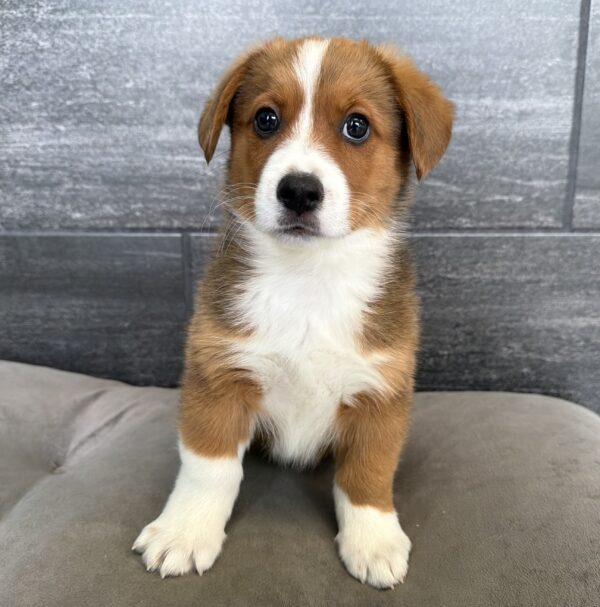 [#N01506]  - Red and White M Auggie Puppies for Sale