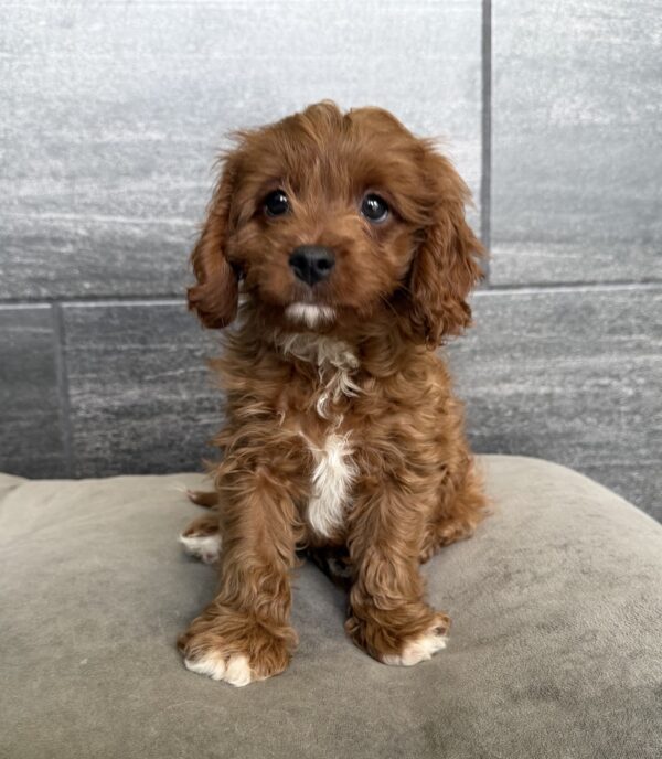 [#26175-01]  - Red M Cavapoo Puppies for Sale