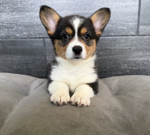 [#26498-06]  - Black F Pembroke Welsh Corgi Puppies for Sale