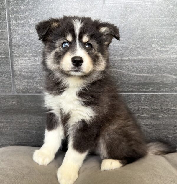 [#26459-07]  - Gray / White F Pomsky Puppies for Sale