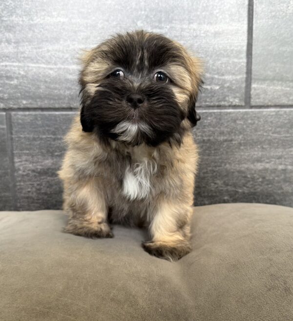 [#26527-04]  - Brindle M Lhasa Apso Puppies for Sale