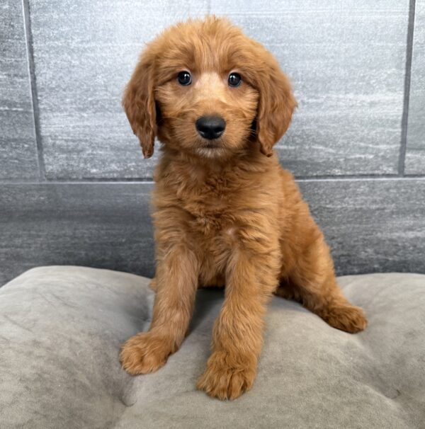 [#26467-01]  - Red M Goldendoodle Mini Puppies for Sale