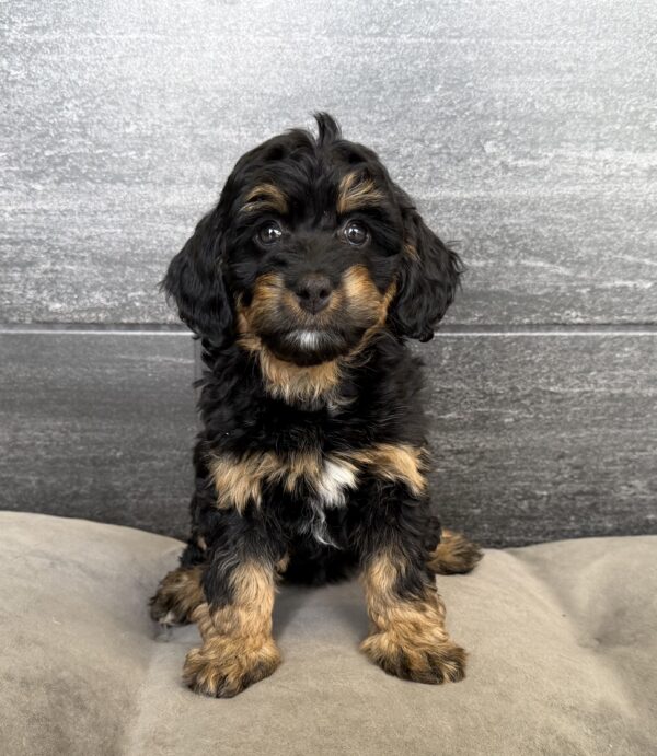 [#26858-03]  - Black / Tan F Bernedoodle Mini 2nd Gen Puppies for Sale