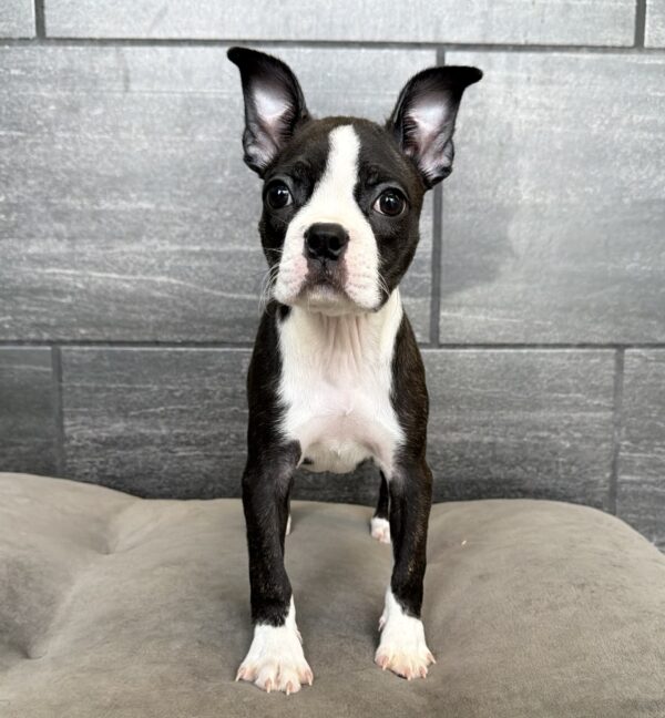 [#N01174]  - Brindle and White F Boston Terrier Puppies for Sale