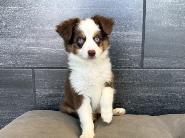 [#26646-05]  - Red F Aussiedoodle Mini Puppies for Sale