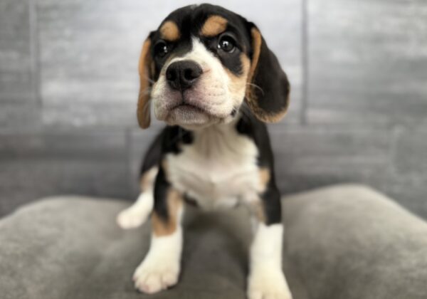 [#26774-02]  - Black Tan / White M Beabull Puppies for Sale