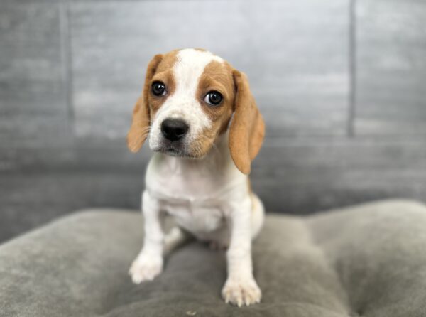 [#26525-05]  - Lemon / White F Beagle Puppies for Sale