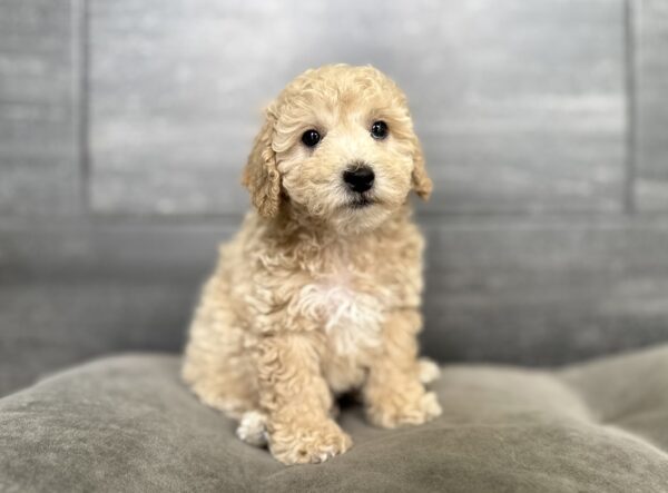 [#N02626]  - Apricot M Bichon Poo Puppies for Sale