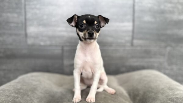 [#N02473]  - Black and Tan F Chihuahua Puppies for Sale