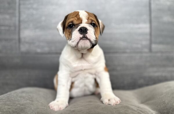 [#26178-02]  - M Bulldog Puppies for Sale