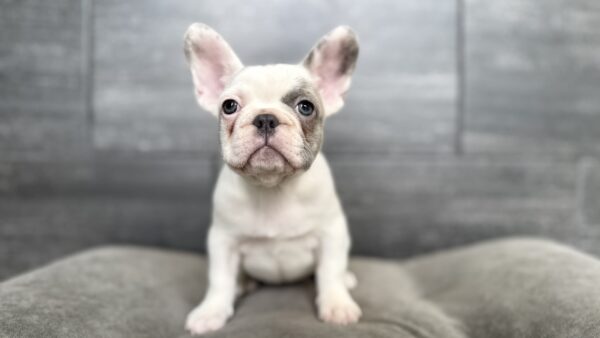 [#26177-02]  - F French Bulldog Puppies for Sale
