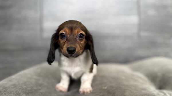 [#2677-03]  - Wild Boar F Dachshund Puppies for Sale