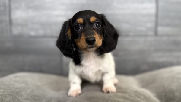 [#2677-02]  - Black White / Tan F Dachshund Puppies for Sale