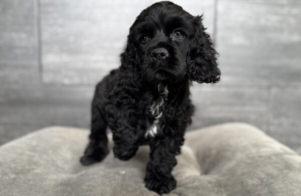 [#26553-02]  - Black M Cocker Spaniel Puppies for Sale