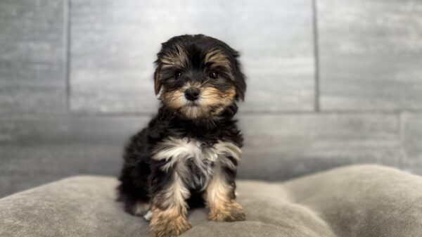 [#26175-01]  - M Morkie Puppies for Sale